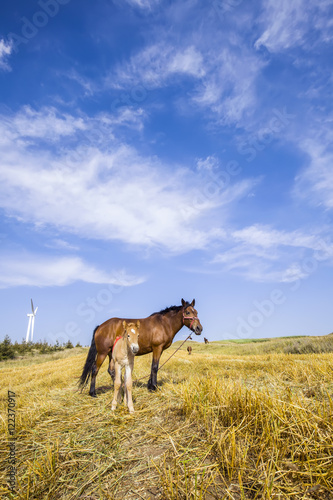 The horses in the grasslands of autumn © zhengzaishanchu