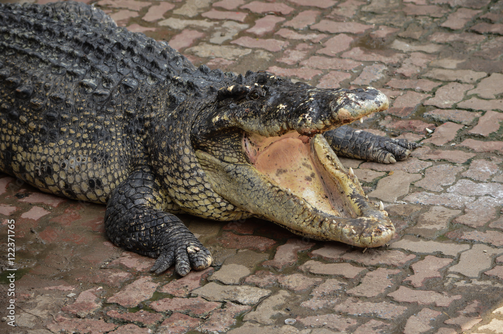 Fototapeta premium Crocodile