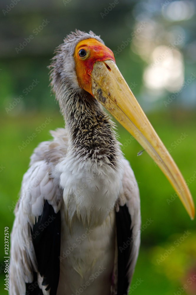 close-up of white stork, ciconia, at rainy day.
