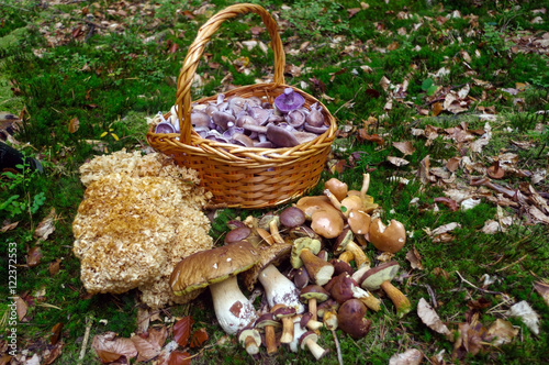 Selected fresh picked edible forest mushrooms in a basket