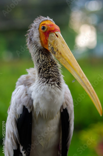 close-up of white stork, ciconia, at rainy day.