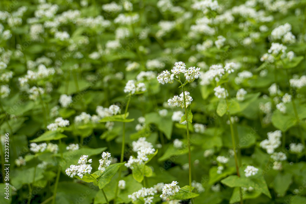 そばの花公園　ソバの花