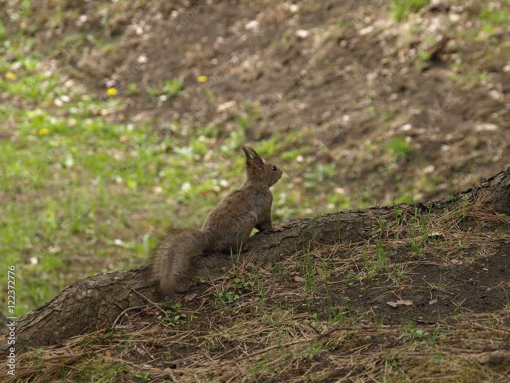 Fototapeta premium 遠くを見つめるエゾリス