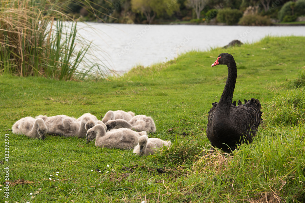 Obraz premium Black swans with cygnets