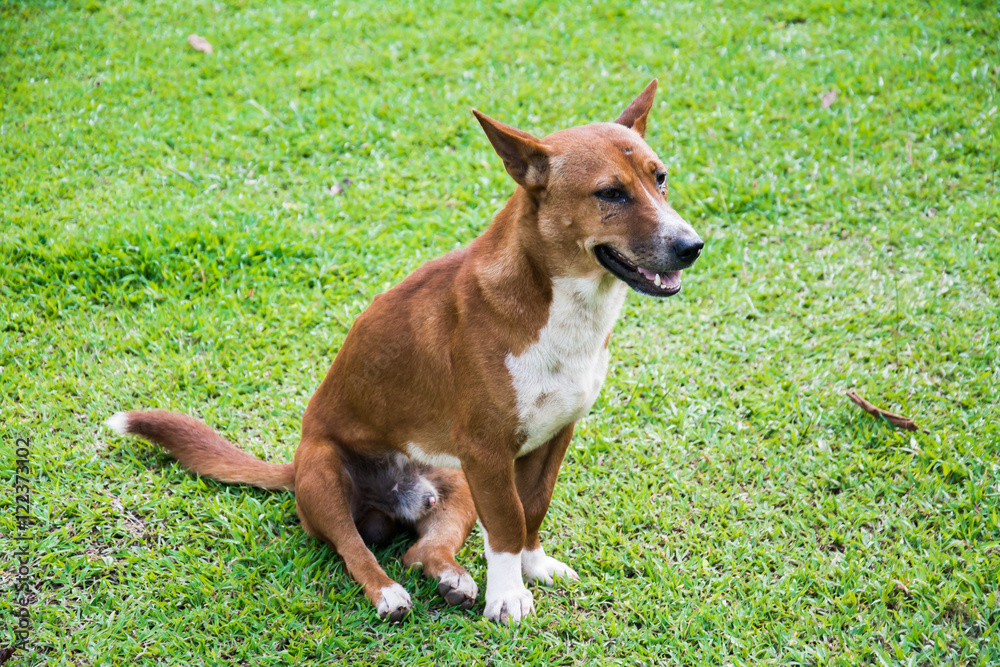 dog is sitting in the grass