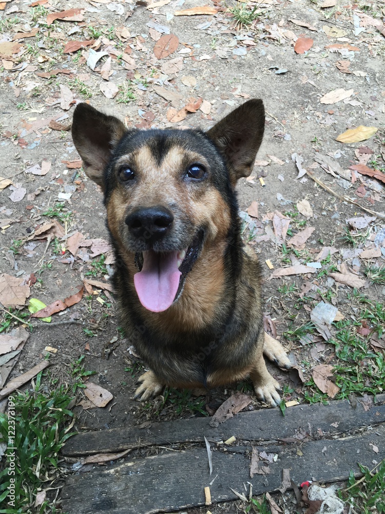 Thailand's domesticated dogs only Thailand's domesticated dogs only