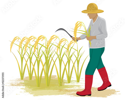 farmer harvest rice vector design