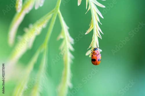 ladybug on a green leaf macro © sapgreen
