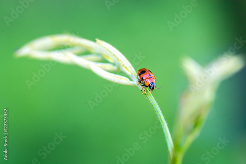 ladybug on a green leaf macro