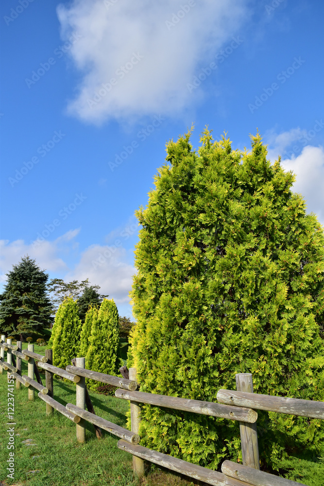 公園のコニファーと秋の青空 公園のコニファーと秋の青空
