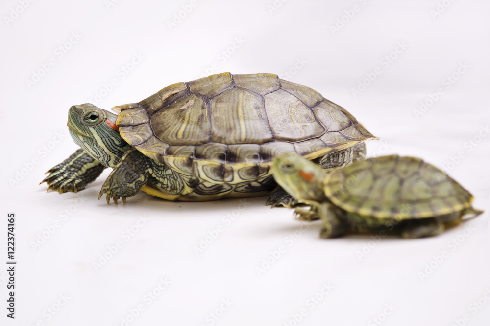 The Brazilian Red eared slider turtles with white background The Brazilian Red eared slider turtles with white background