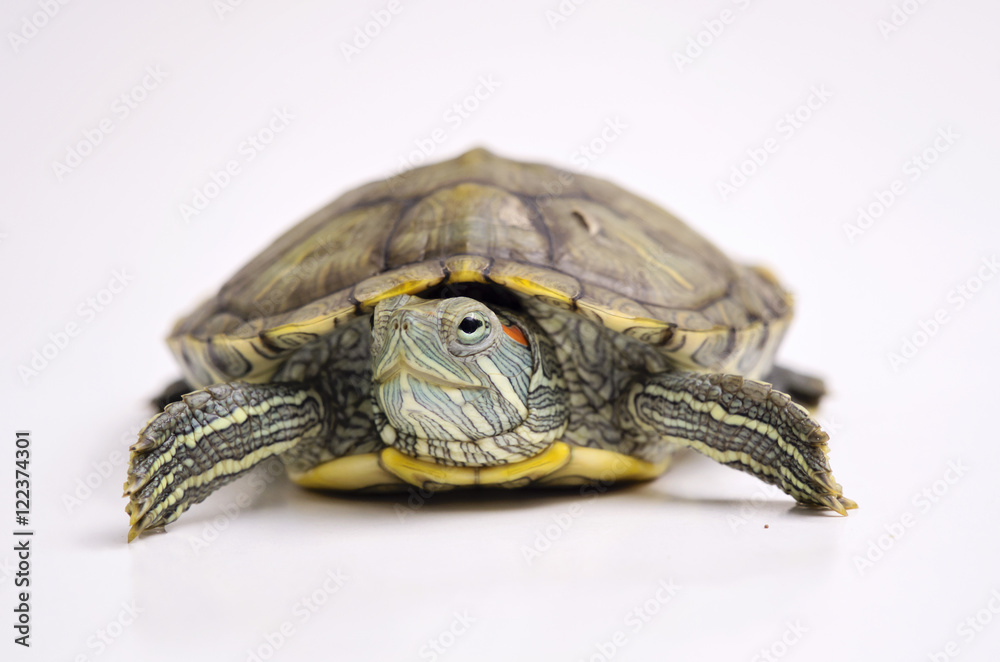 Fototapeta premium The Brazilian Red eared slider turtles with white background