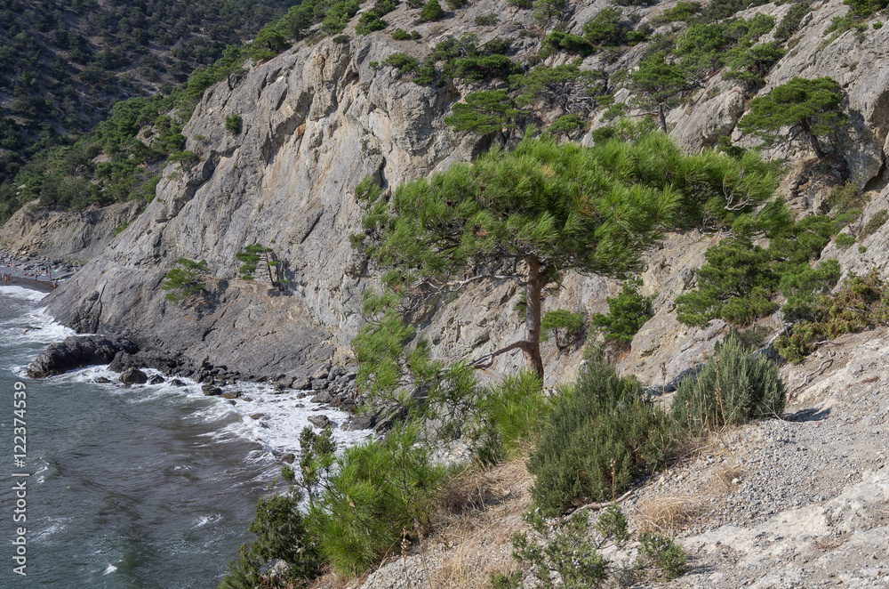 Pines at cape Kapchik in Black Sea. Golitsyn trail, southern coast of Crimea near Noviy Svet. Russia, Ukraine Pines at cape Kapchik in Black Sea. Golitsyn trail, southern coast of Crimea near Noviy Svet. Russia, Ukraine