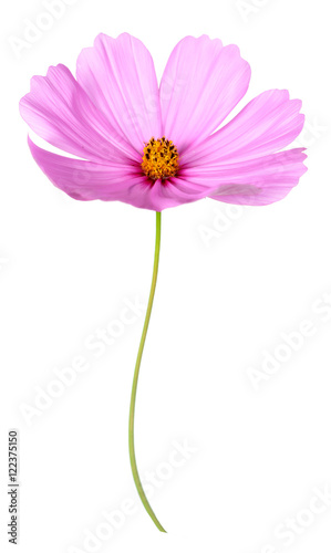 cosmos flower isolate on white © anphotos99