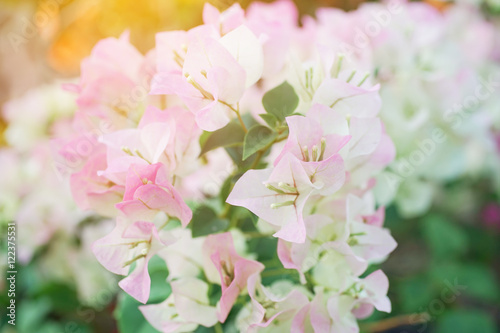 Bougainvillea flower in soft focus with blurred background