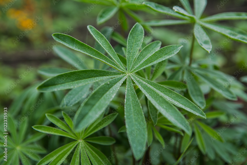 Flower plant with drops of a dew on the leaves. Flower plant with drops of a dew on the leaves.