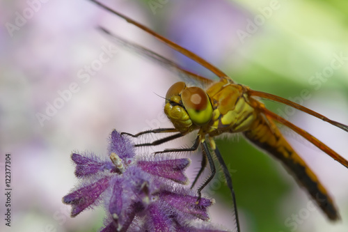 Dragonfly closeup - spread wings
