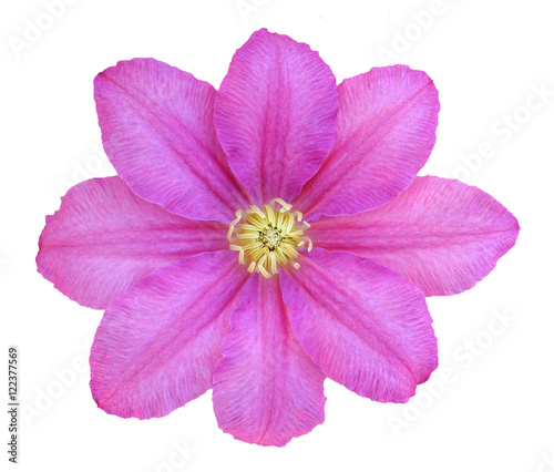  pink clematis