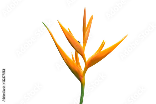 Bird of Paradise Flowers Isolated on a White Background