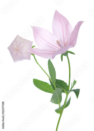 Pink Platycodon grandiflorus