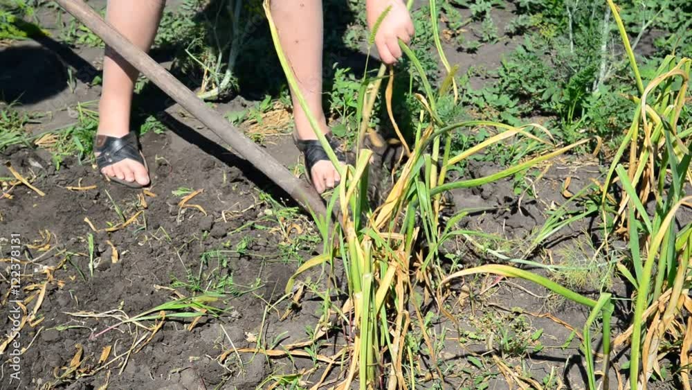 gardener digs with a shovel garlic from ground gardener digs with a shovel garlic from ground