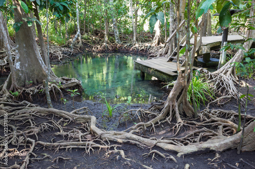 Tha pom mangrove forest  Krabi Thailand