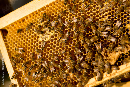 abeilles dans une ruche photo