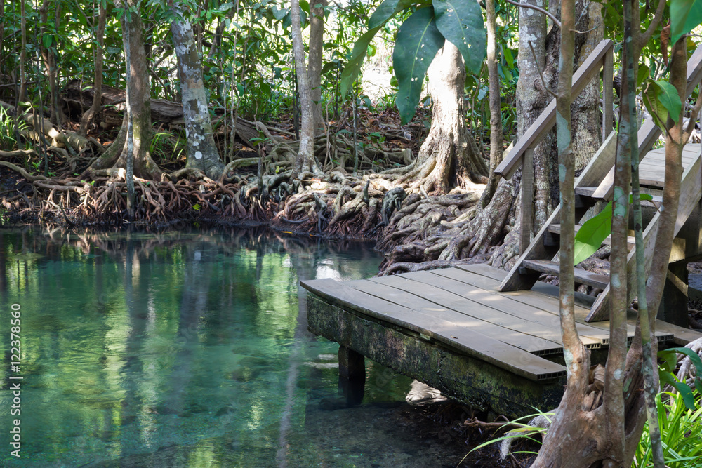Obraz premium Tha pom mangrove forest, Krabi,Thailand