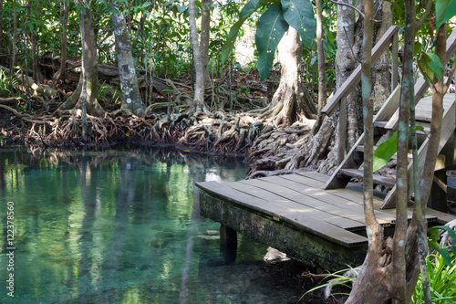 Tha pom mangrove forest, Krabi,Thailand photo