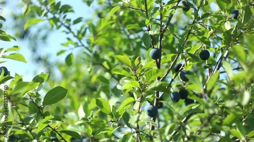 berry tree photo