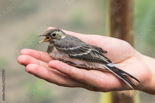 Beautiful tree pipit bird with open beak in woman's hand