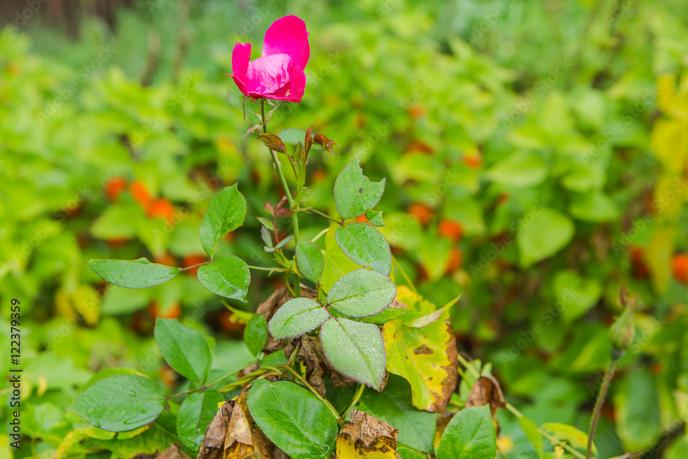 Dew water drops on rose flower leaves. Dew water drops on rose flower leaves.