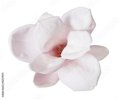  pink magnolia