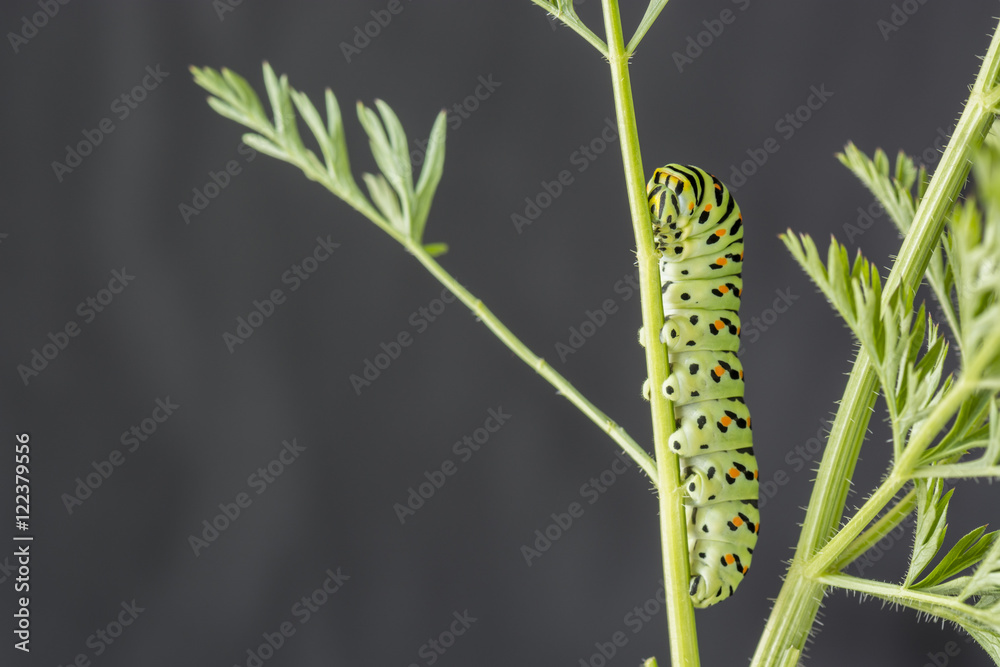 Butterfly caterpillar Swallowtail on the tops of carrots. Stock Photo