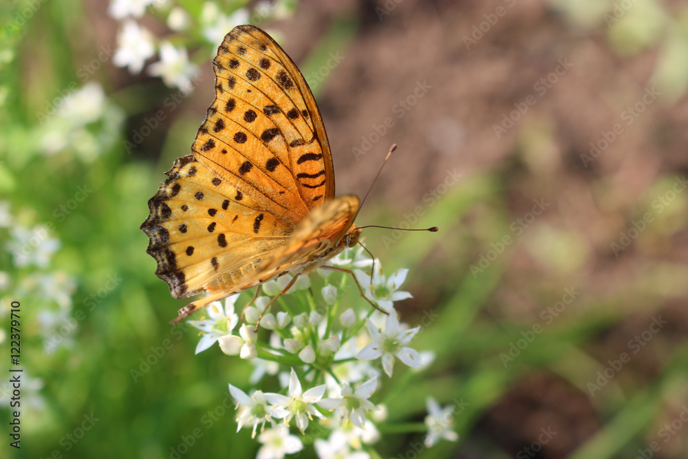 Obraz premium ニラの花の蜜を吸うツマグロヒョウモンのオス