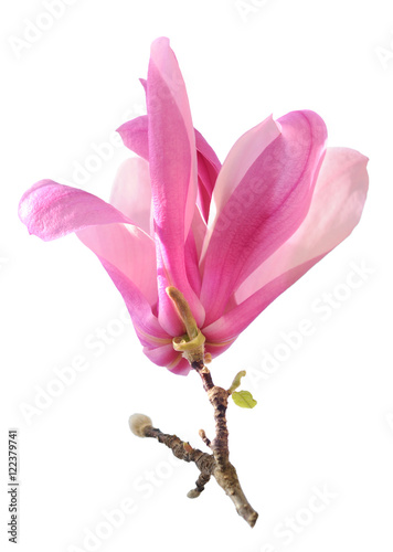  pink magnolia flower