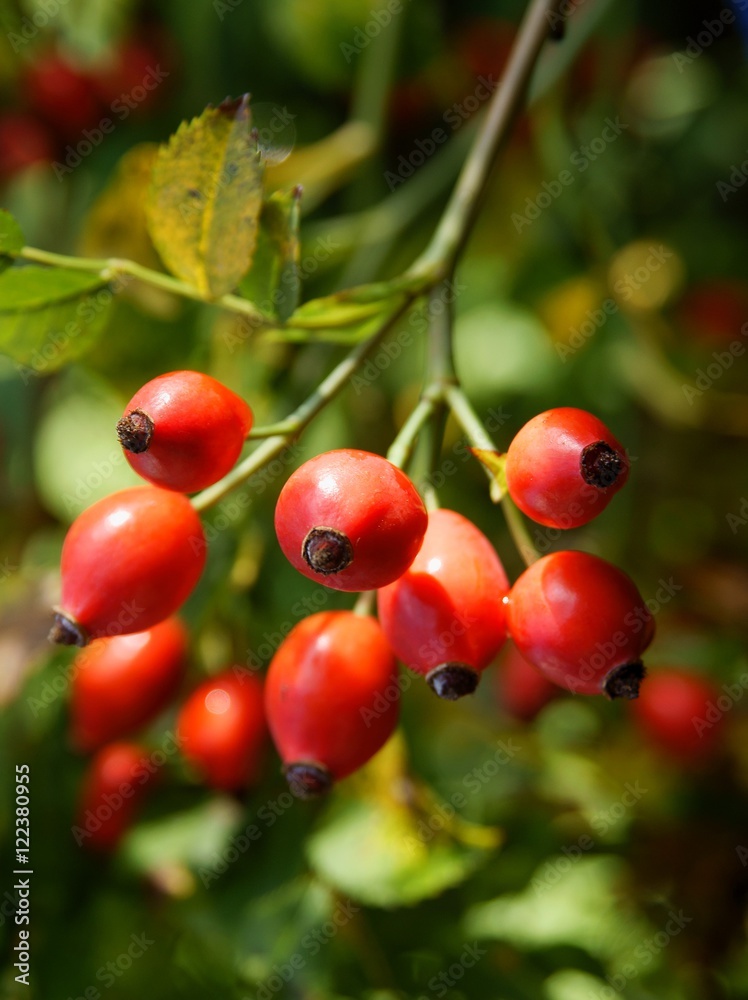 wild rose bush with red fruits