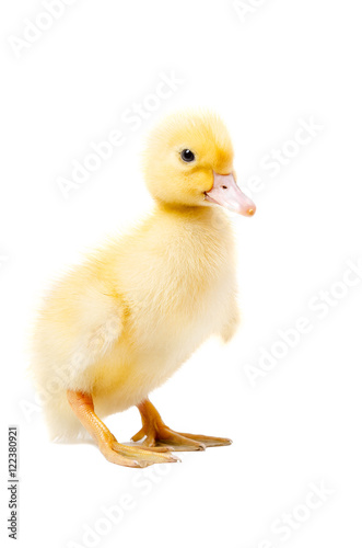 Little duckling standing isolated on white background