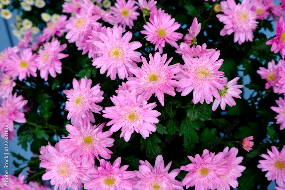 ひらかたの菊 ひらかたの菊