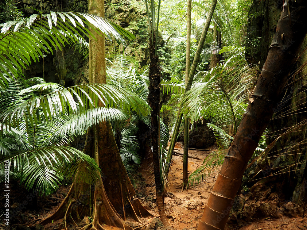 Tropical jungle pass thru the forest Tropical jungle pass thru the forest
