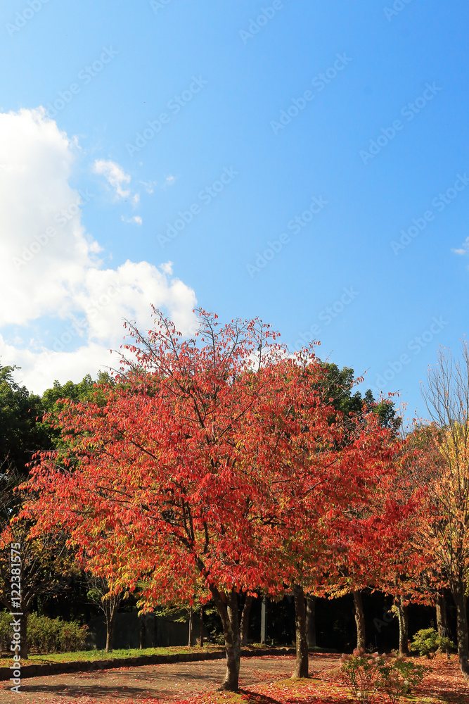 Naklejka premium 桜の紅葉