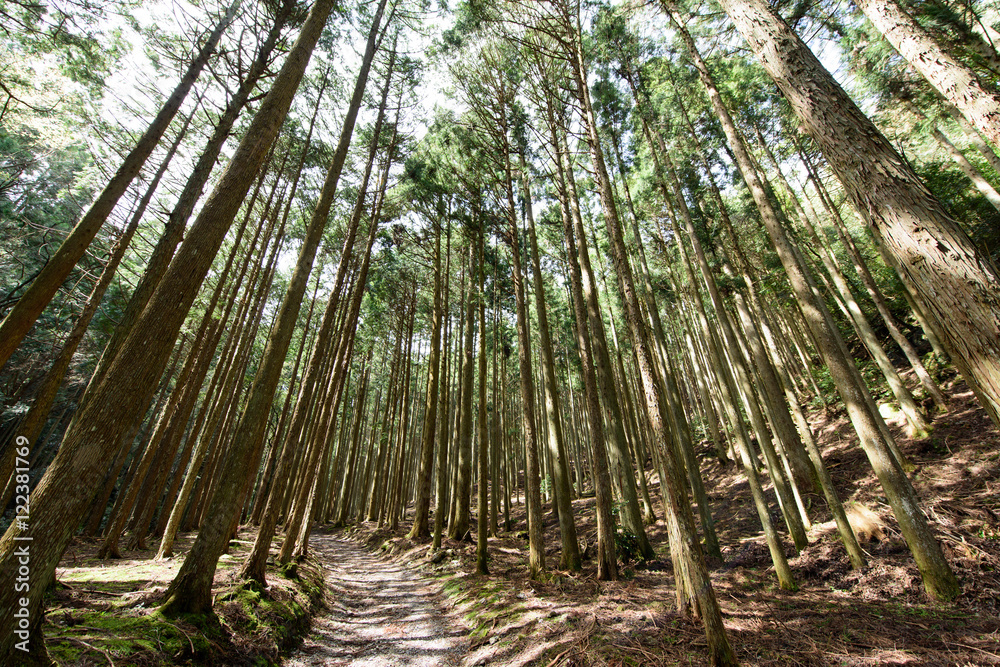 Naklejka premium 京都大原の杉林