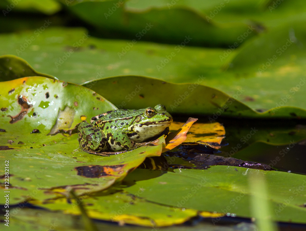 green pond frog rest on lotus leaf in pond green pond frog rest on lotus leaf in pond