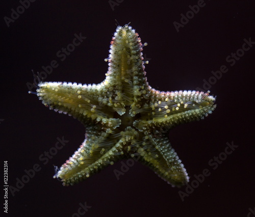 Bottom of a Starfish in detail on black background complete with very detailed clipping path.