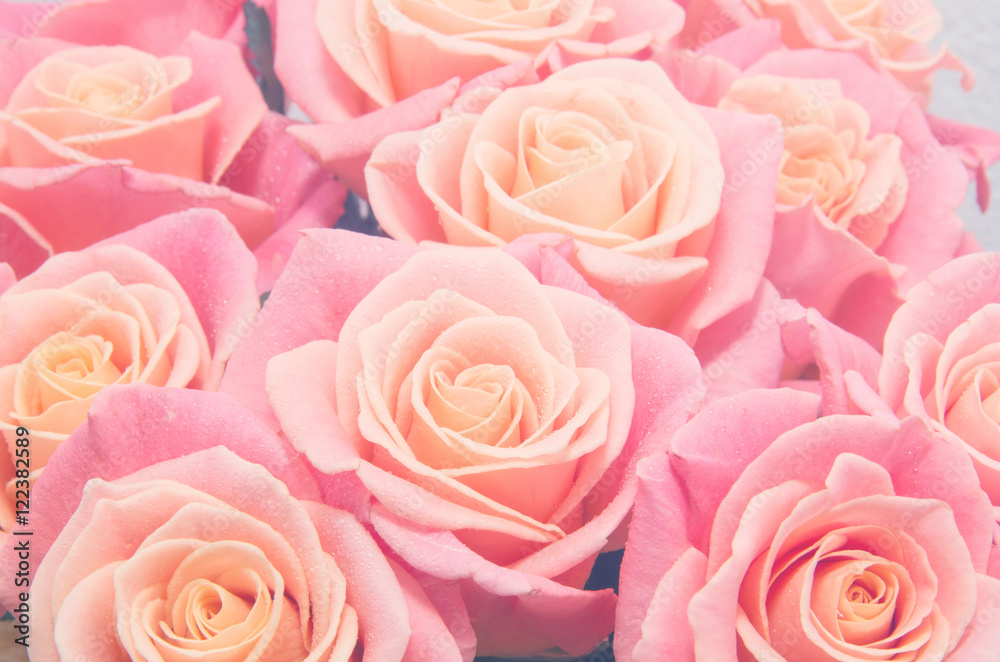 Pink roses background. Retro filter.