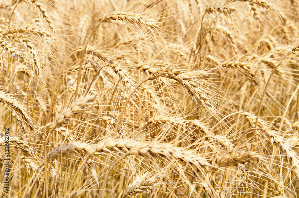 Fields of wheat at the end of summer fully ripe Fields of wheat at the end of summer fully ripe