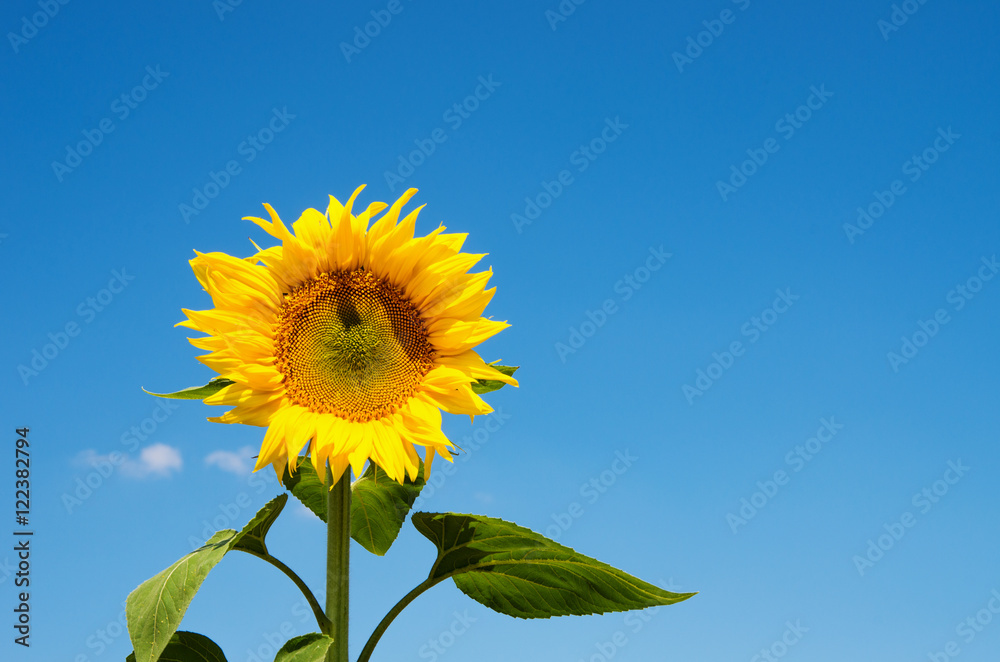 Sunflowers blooming in farm with blue sky. Sunflowers blooming in farm with blue sky.
