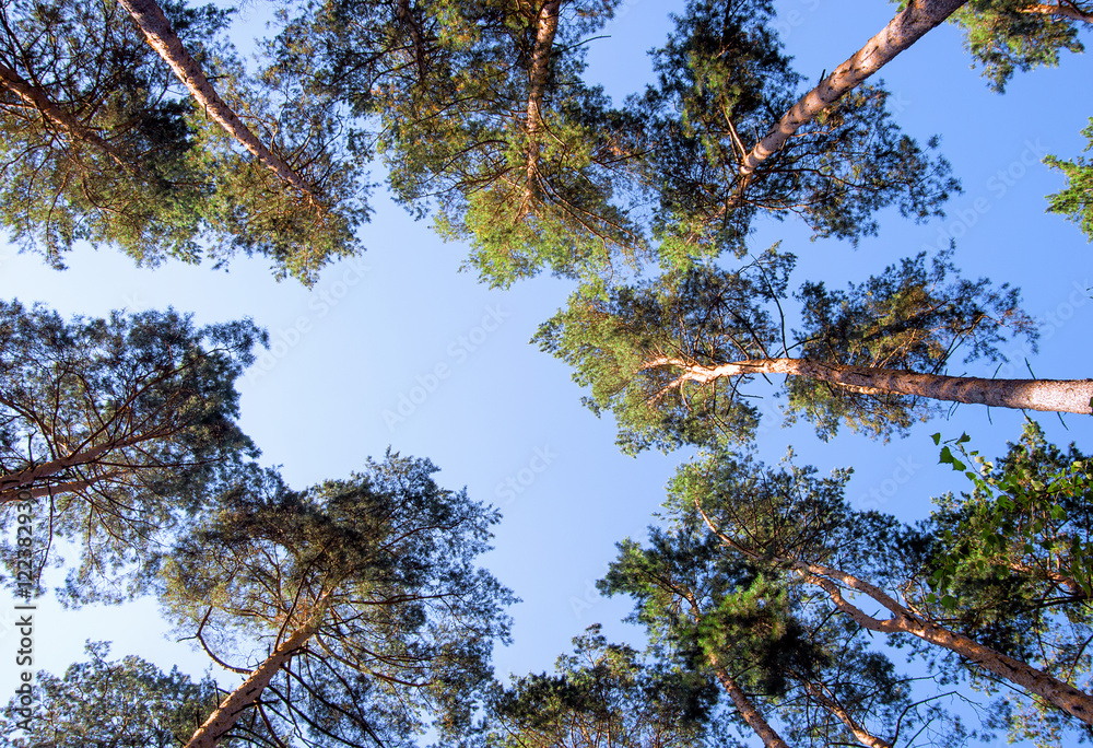 Fototapeta premium green forest background in a sunny day