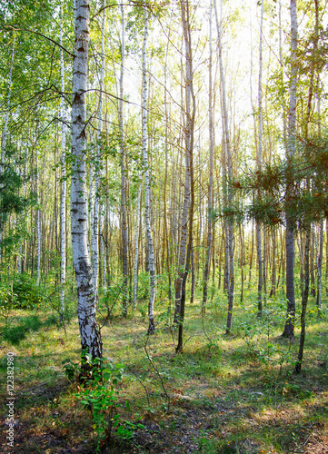 Summer birch forest