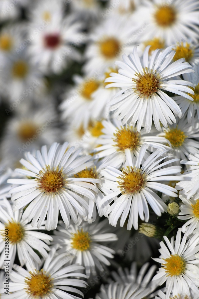 Fototapeta premium Chamomile flowers